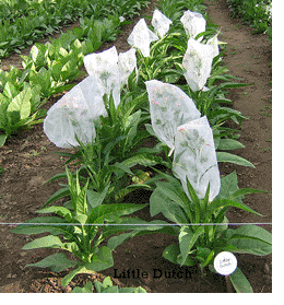 Little Dutch Tobacco Plant